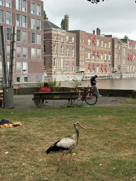 A serene scene unfolds at Roetersstraat, Weesperbuurt, Amsterdam, where a White Stork gracefully walks across a grassy area